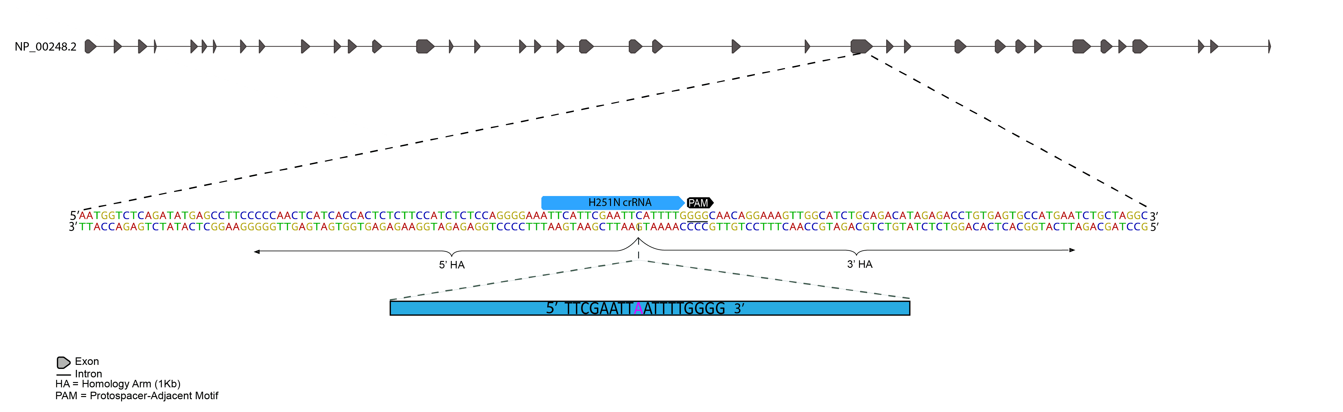 CRISPR-Cas9 methodology was used to introduce a single base pair mutation to MYH7, and mEGFP at C-terminus of ACTN2 as shown below.