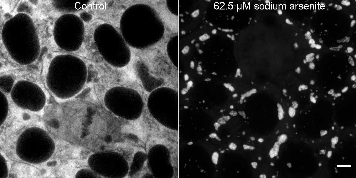 [object Object] thumbnail