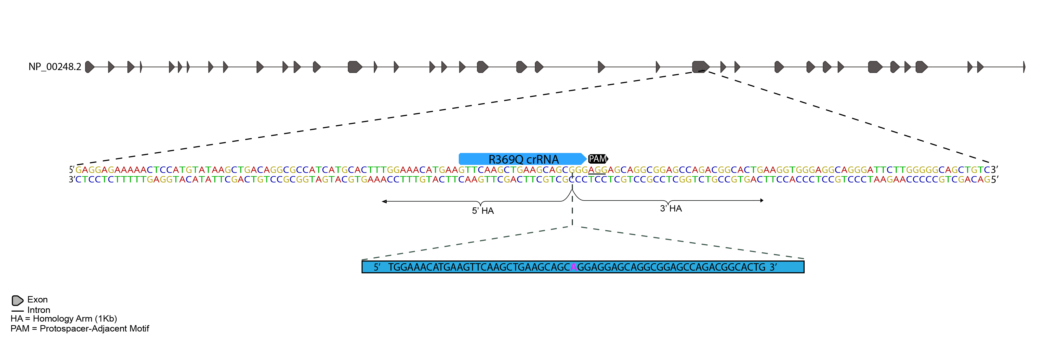 CRISPR-Cas9 methodology was used to introduce a single base pair mutation to MYH7, and mEGFP at C-terminus of ACTN2 as shown below.